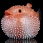 Blowfish Onahole Hentai Fantasy Pocket Pussy (2)