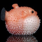 Blowfish Onahole Hentai Fantasy Pocket Pussy (5)