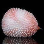 Blowfish Onahole Hentai Fantasy Pocket Pussy (8)