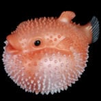 Blowfish Onahole Hentai Fantasy Pocket Pussy (9)