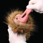 Furry Pocket Pussy Furry Sex Doll Realistic Pussy Animal Masturbator (14)