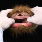 Furry Pocket Pussy Furry Sex Doll Realistic Pussy Animal Masturbator (5)