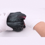 Fantasy Male Torso Sex Doll with Dual Holes Black pocket pussy