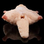 Flying Squirrel Animal Sex Doll Fantasy Sex Toy Fetish (2)