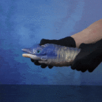Fantasy Dolphin Silicone Pocket Pussy Pump-Blow Job Simulator gif