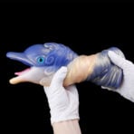 Fantasy Dolphin Silicone Pocket Pussy Pump-Blow Job Simulator6
