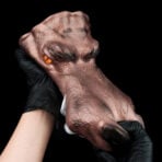 Close-up of a realistic artificial horse head prosthetic being held by gloved hands against a black background.