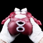 Dental training model of a mouth being held by gloved hands against a black background