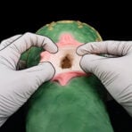 A pair of hands pry open the opening of the Snake Fleshlight